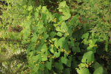 Aristolochia clematitis RCP6-2019 (13).JPG